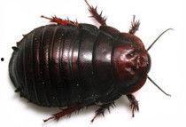 大妈爆料家里养蟑螂视频,揭秘蟑螂生存之谜 第3张 大妈爆料家里养蟑螂视频,揭秘蟑螂生存之谜 第3张