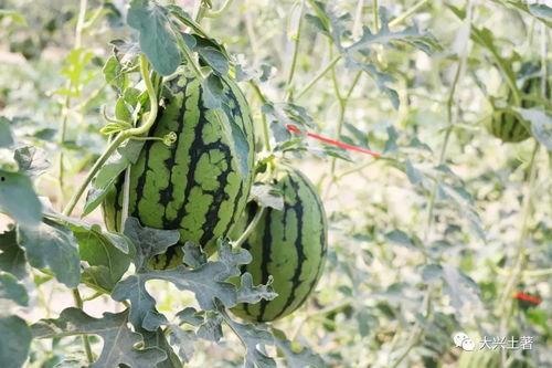 网红吃瓜营地,揭秘娱乐圈幕后风云  第1张